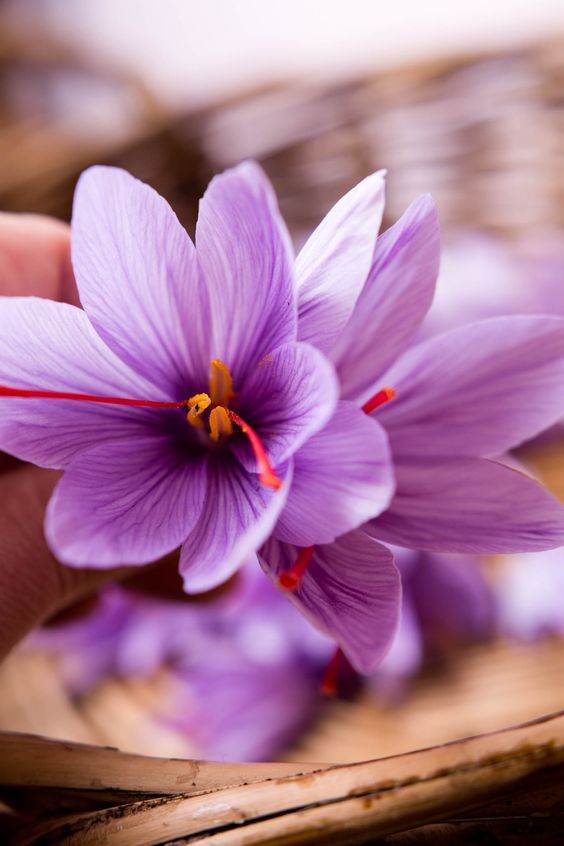 Wholesale Saffron from IRAN